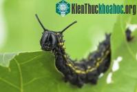 Ảnh Cây cối cũng biết "phản công" xua đuổi kẻ thù