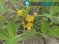 Ảnh Vì sao lá cây lạc khép lại khi trời tối