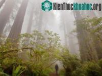 Ảnh Cây cối có thể “nổi giận” vì trái đất nóng lên