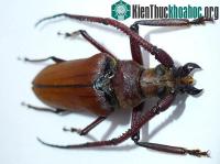 Ảnh Phát hiện loài xén tóc mới ở Việt Nam