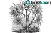 Ảnh Kỳ lạ loài cây chỉ mọc trên đất có kim cương