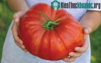 Ảnh Giống cà chua lớn nhất thế giới