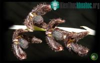 Ảnh Nữ hoàng hoa lan màu đen của rừng thẳm