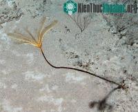 Ảnh Đấu giá quyền đặt tên hoa biển