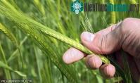 Ảnh Phát hiện và bảo tồn các loài cây lương thực hoang dã