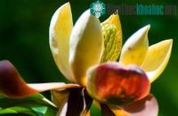 Ảnh Quần thể Ngọc lan quý hiếm ở Sơn La