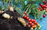 Ảnh Những phép lai thực vật kỳ lạ