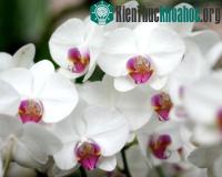 Ảnh Thế giới kỳ lạ của hoa lan