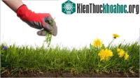 Ảnh Phương pháp diệt cỏ dại không dùng chất hóa học