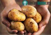 Ảnh Phát hiện bí ẩn về bệnh tàn rụi ở khoai tây
