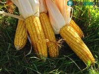 Ảnh Pháp tố ngô biến đổi gene gây hại