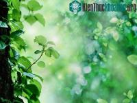 Ảnh Gene điều khiển hoạt động các loài hoa