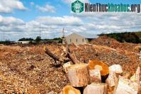 Ảnh Sản xuất hóa chất và nhiên liệu sinh học từ sinh khối gỗ