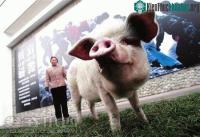 Ảnh Nhân bản thành công lợn bằng phương pháp vô tính