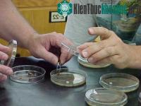 Ảnh Thuốc kháng sinh bọc đường