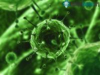 Ảnh “Nhuộm màu” virus để theo dõi chúng trong cơ thể