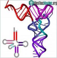 Ảnh Quá trình lịch sử của sự sống có thể nhìn thấy được bên trong cấu trúc của RNA vận chuyển