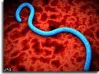 Ảnh Giải mã thành công bộ gen virus Ebola