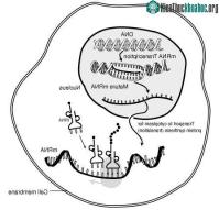 Ảnh Biến đổi gen dù nhỏ cũng gây hậu quả lớn