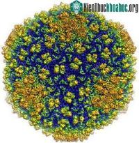 Ảnh Hình ảnh virus 3D có độ phân giải lớn nhất từ trước đến nay