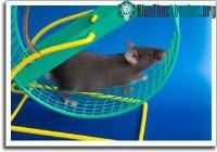 Ảnh Phòng chống các bệnh tuổi già: Tiêu hao năng lượng hơn là ăn kiêng