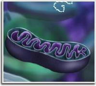 Ảnh Tạo ra phôi người chứa DNA từ 2 phụ nữ & 1 đàn ông