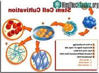 Ảnh Tế bào gốc và lập trường của Giáo hội
