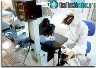 Ảnh Phôi thai người lai động vật có tạo ra quái vật?