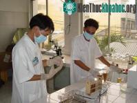 Ảnh Phân lập tế bào gốc máu ở dạng tinh khiết