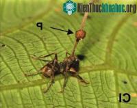 Ảnh Nấm biến kiến thành thây ma