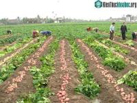 Ảnh Đã tự chủ được khoai tây giống sạch bệnh