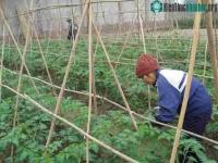 Ảnh Rác thành phân hữu cơ nhờ chế phẩm vi sinh