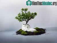 Ảnh Giày phân hủy sinh học