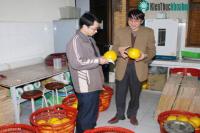 Ảnh Bảo quản rau quả tươi như mới hái