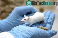 Ảnh Tạo ra loài chuột ngửi được ánh sáng