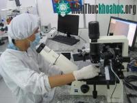 Ảnh Tạo ngọc trai trong phòng thí nghiệm