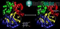Ảnh Phát hiện enzyme kéo dài cơn đau sau tổn thương