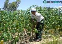 Ảnh Tìm nguyên liệu cho nhà máy sản xuất Ethanol
