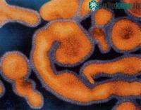 Ảnh Thử nghiệm hai loại thuốc trị virus Ebola, Marburg