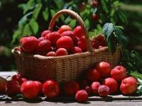Ảnh Mất 20 năm để nuôi cấy giống táo đỏ thế hệ mới