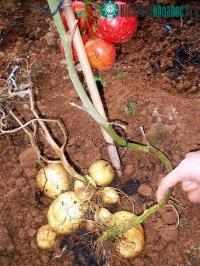 Ảnh Cà chua, khoai tây "2 trong 1"