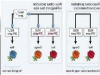 Ảnh Tạo cây chuyển gen kháng bệnh virus bằng RNAi