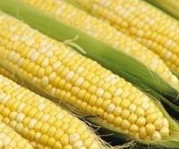 Ảnh Việt Nam sẽ có thực phẩm biến đổi gen năng suất cao