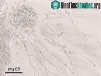 Ảnh Quá trình sinh sản của men không có gen giao phối