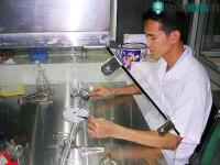 Ảnh Nhân giống thành công loài thông chứa chất trị ung thư