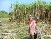 Ảnh Phân bón mía từ phế thải nhà máy mía đường