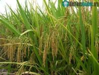 Ảnh Nhiên liệu sinh học đe doạ an ninh lương thực