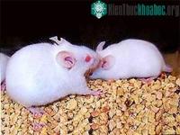 Ảnh “Siêu chuột” chạy lẹ, sống lâu…