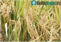 Ảnh Giống lúa mới: Ít nước hơn, sản lượng cao hơn