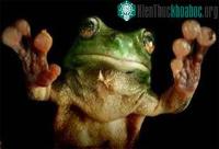 Ảnh Băng keo “chân ếch” dùng nhiều lần